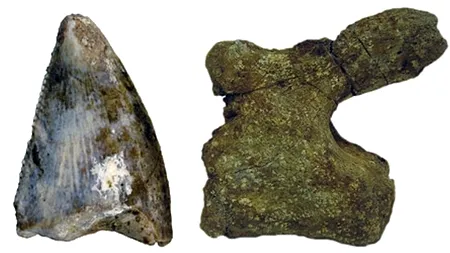 Două specii de dinozauri au fost descoperite în Peninsula Arabică