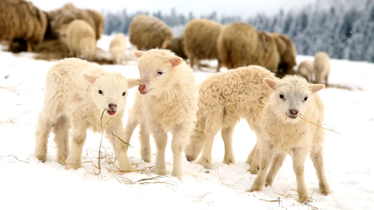 „Zăpada mieilor”, cu două zile înainte de FLORII. S-au așternut nămeți de 10 cm într-un județ