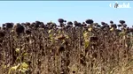 Culturi calamitate în Dolj. Irigațiile sunt în continuare oprite din cauza nivelului scăzut al Dunării