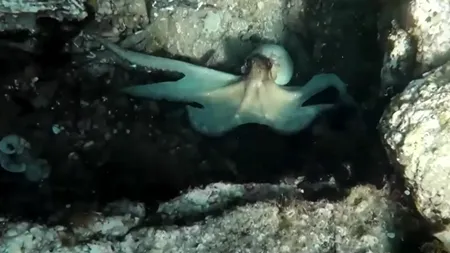 Grecia, principalul furnizor de pește al României. Ce fel de caracatițe, calamari sau fructe de mare ajung pe raft