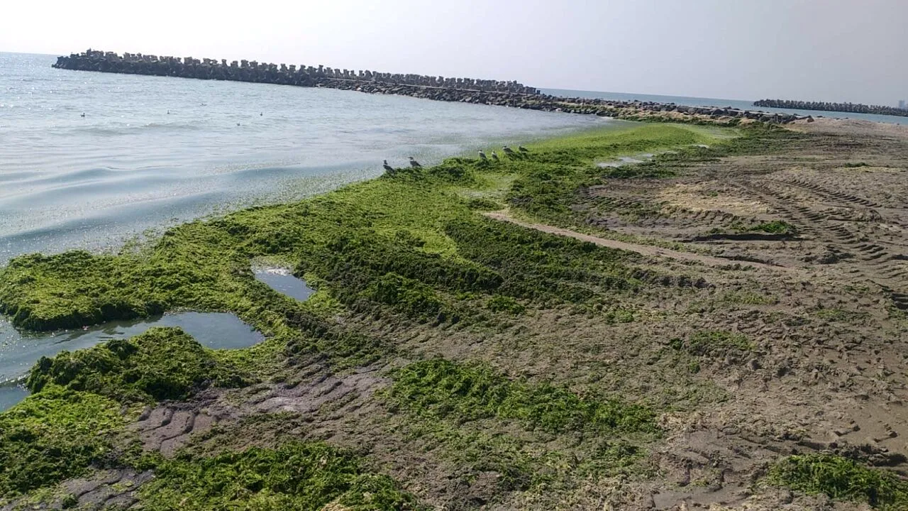 FOTO | Alge adunate în minivacanța de Sfânta Maria, cât într-o lună. Ce cantitate s-a strâns în cele trei zile pe litoralul românesc