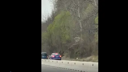 VIDEO | Un urs a fost aruncat pe sus de două mașini, după ce a pătruns pe DN1. Momentul impactului