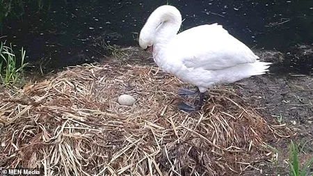 EMOȚIONANT. O lebădă a murit de tristețe, după ce câțiva tineri i-au ucis puii nenăscuți. Pasărea nu s-a despărțit de puii ei nenăscuți zile la rând
