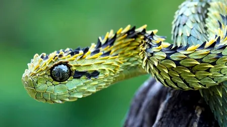 GALERIE FOTO. Cele mai bizare specii de animale și păsări din lume