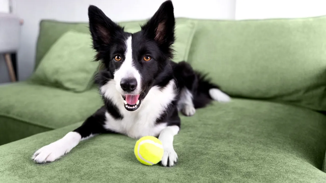 TOP cele mai inteligente rase de câini