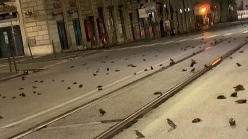 VIDEO | Masacrul de la Roma de anul trecut se poate repeta la Cluj-Napoca. Semnalul de alarmă tras de Societatea Ornitologică. UPDATE - Decizia anunțată de Emil Boc