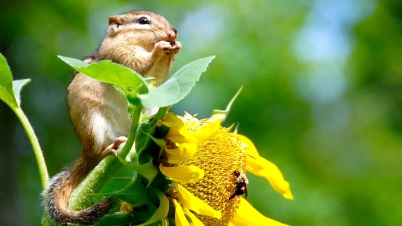 Pactul Ecologic European trebuie privit ca o oportunitate pentru realizarea unui salt în dezvoltarea României, (Costel Alexe)