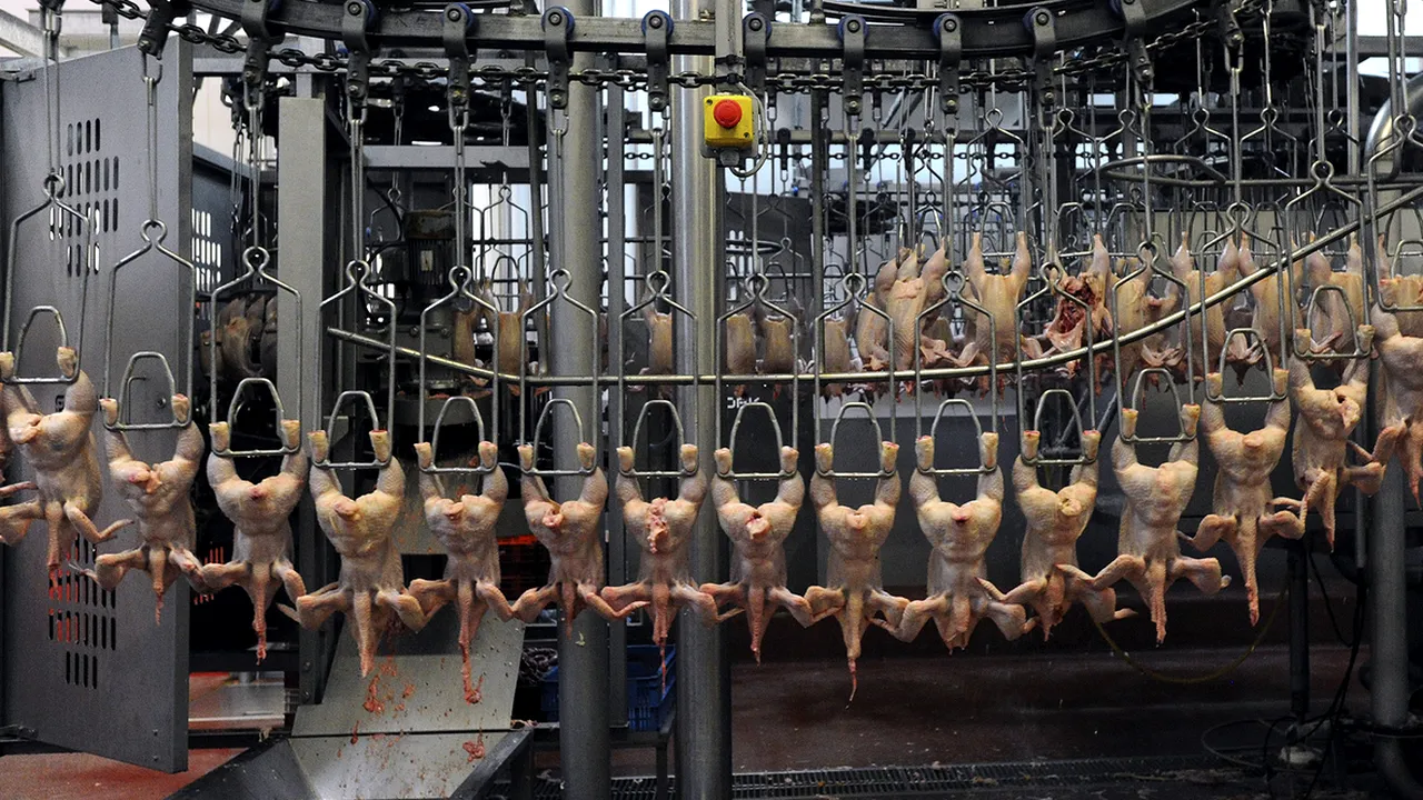 Scandalul puilor procesați cu dioxid de clor „aruncă în aer