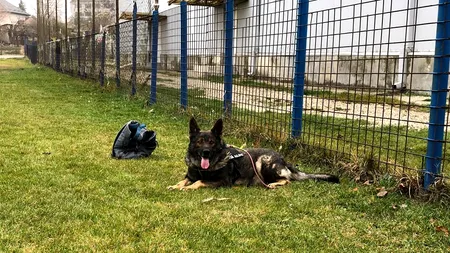 „Salvați-l pe Aldo, câinele polițist!