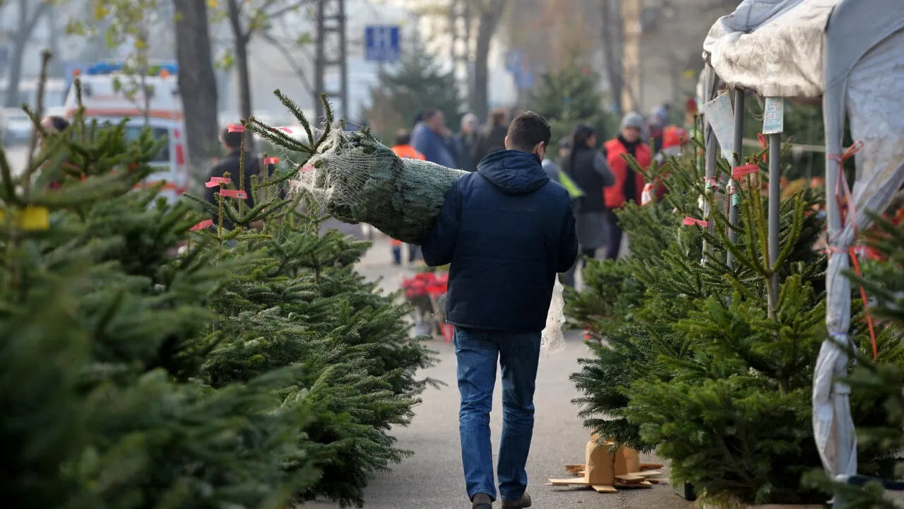 Te pregătești pentru Crăciun? Cât plătești pentru un brad scos la vânzare de Romsilva, în decembrie 2025