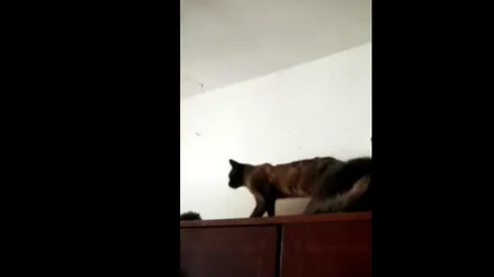 O bătrână crește 34 de pisici într-o garsonieră. Vecinii trăiesc un coșmar zilnic din cauza mirosului insuportabil