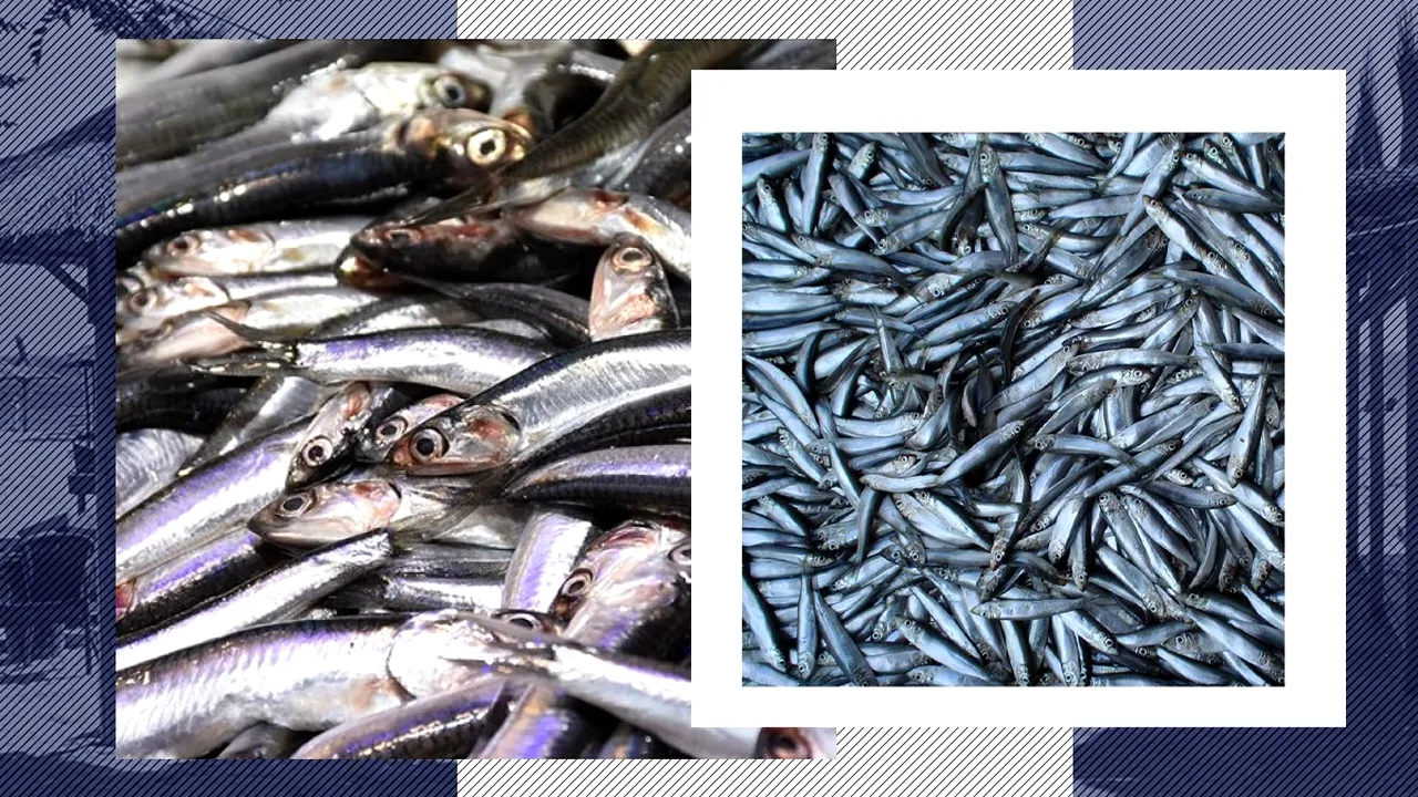 Hamsii sau șprot, rapane sau ”mingi de ping-pong”. Cum le poți deosebi în farfurie și care sunt țepele notorii pe litoralul românesc