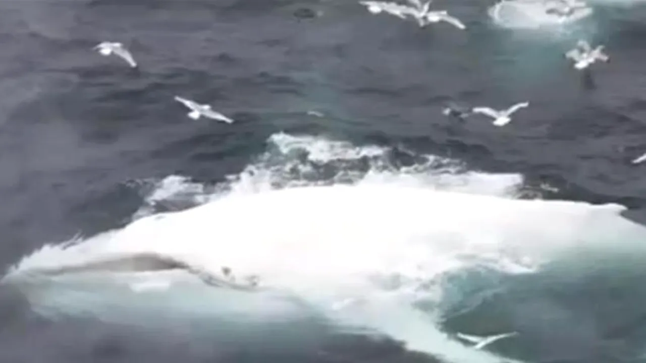 VIDEO. Adevăratul Moby Dick. Un specimen foarte rar de balenă, observat în apele europene