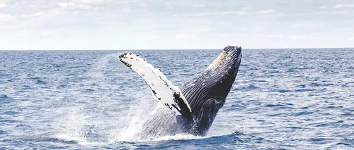 Descoperire tulburătoare făcută în timpul necropsiei unei balene moarte: „Oamenii nici măcar nu știu...”