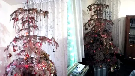 Doi frați din Aiud au în apartament un brad de Crăciun care rezistă de 14 ani. “Era prea frumos să-l aruncăm!”