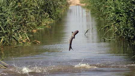 EFECTELE CANICULEI: Aproape cinci tone de pește mort la o fermă piscicolă din Brăila