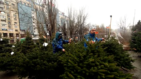 BRAZI DE CRĂCIUN ÎN RATE. Cât de scump este un brad adus din nordul Europei