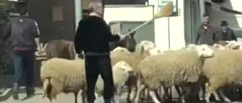 Imagini inedite cu Gigi Becali. Latifundiarul a blocat circulația în Pipera, pentru a-și ghida oile cu o mătură