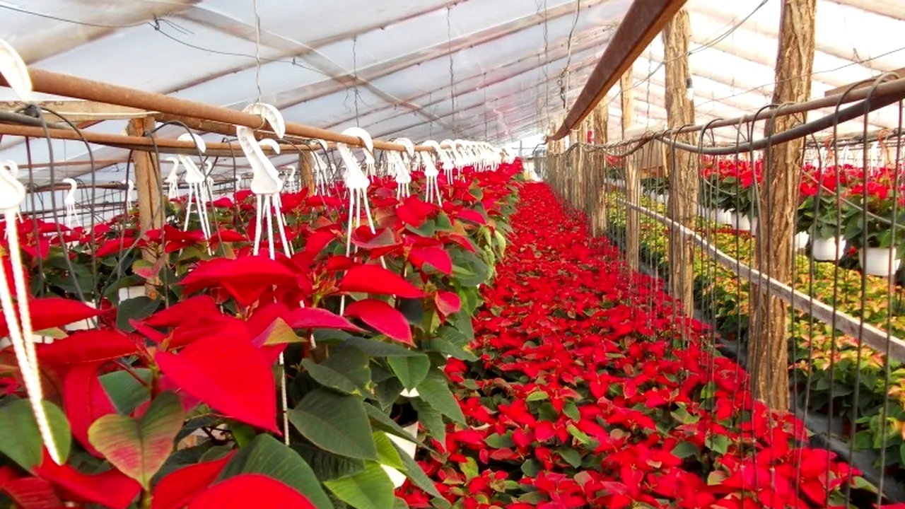 De unde vine Crăciunița care intră în casele românilor de Sărbători