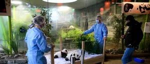 Grădina Zoologică din BERLIN a botezat doi ursuleți PANDA. Ce nume au primit micuții