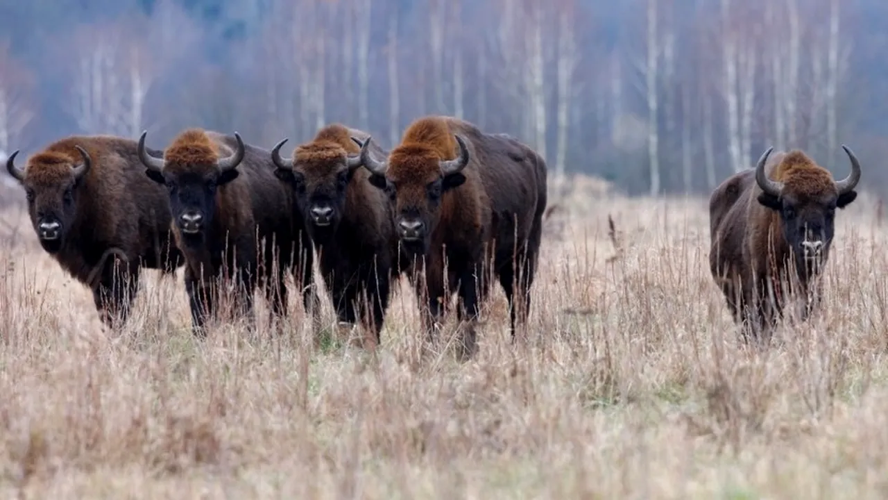 Nouă zimbri din Suedia, aduși în Munții Țarcu din Caraș-Severin