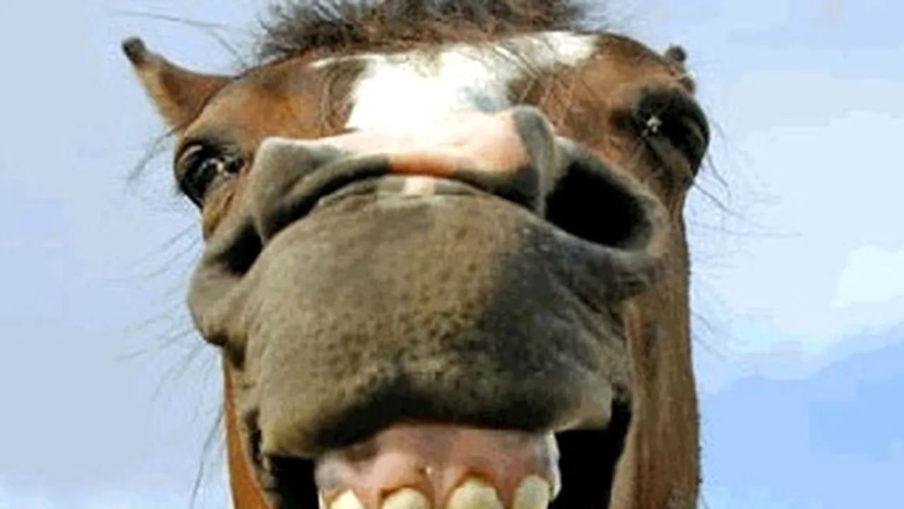 Făt-Frumos, Fiul Majorității 