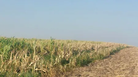 Situație CRITICĂ în județul Olt! Culturile de porumb, 