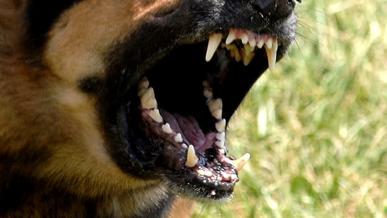 Aproape de o nouă tragedie: băiețel de 8 ani, în stare critică după ce a fost sfâșiat de câini, la Cluj