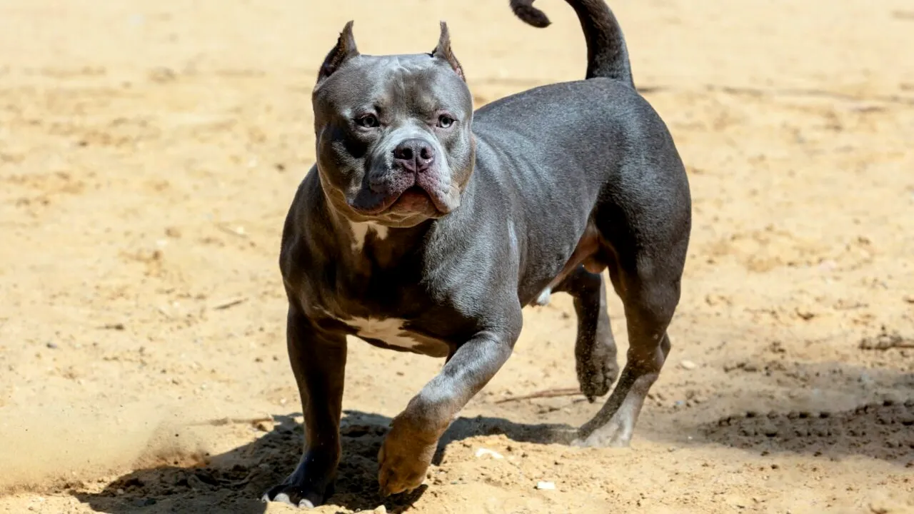 Tragedie în Caraș-Severin. O femeie a murit, după ce a fost atacată de câinele familiei