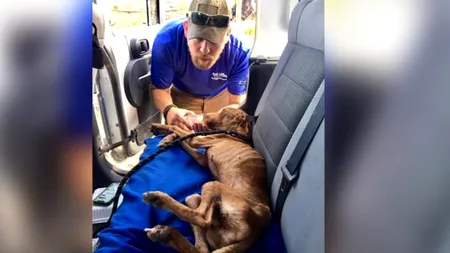 L-au găsit sub dărâmături, după o lună de la Uraganul Dorian. Cum a supraviețuit câinele botezat „Miracol