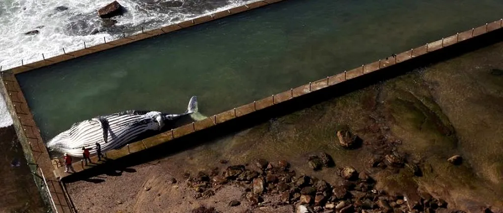 FOTO+VIDEO: O balenă a murit după ce a rămas blocată într-un bazin