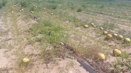 Lubenițele de Dăbuleni putrezesc pe tarlale, din cauza caniculei. Pepenii verzi de import rup rafturile supermarketurilor din orașe