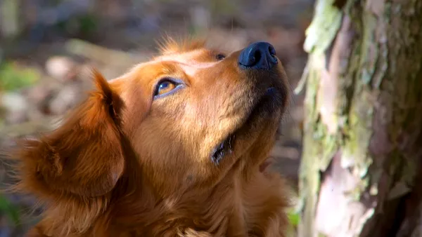 O capitală europeană majorează taxa pentru câini: 120 de euro pentru primul animal de companie
