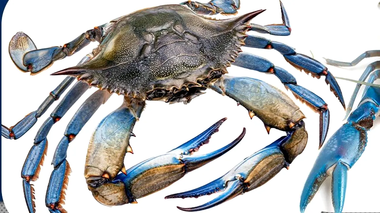 A fost văzut un specimen rar de crab ALBASTRU american în Marea Neagră, foarte căutat pentru carnea foarte gustoasă