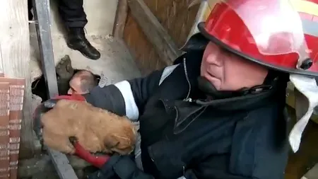 Pui de cățel căzut într-o hazna dezafectată, salvat de pompierii constănțeni