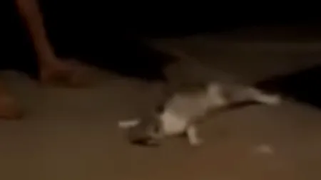 Chinuie un animal pentru amuzamentul fiului. Un constănțean a băgat în sac o pisică pe care a învârtit-o cu bestialitate: „Bobiță, te-a luat amețeala