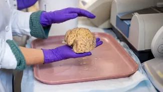 Studiu. Oamenii se știință au  descoperit o cheie pentru ca oamenii să rămână ageri la minte la senectute. Secretul „SuperAgers”, parțial elucidat