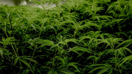 Cea mai mare plantație de marijuana din Europa, descoperită în Spania. Aproximativ 135.000 de plante au fost modificate genetic