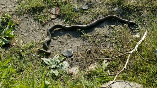 Invazie de șerpi și șopârle într-o comună din Alba. Primarul: Noi nu suntem criminali, nu vrem să-i omorâm, ci doar să-i trimitem în pădure