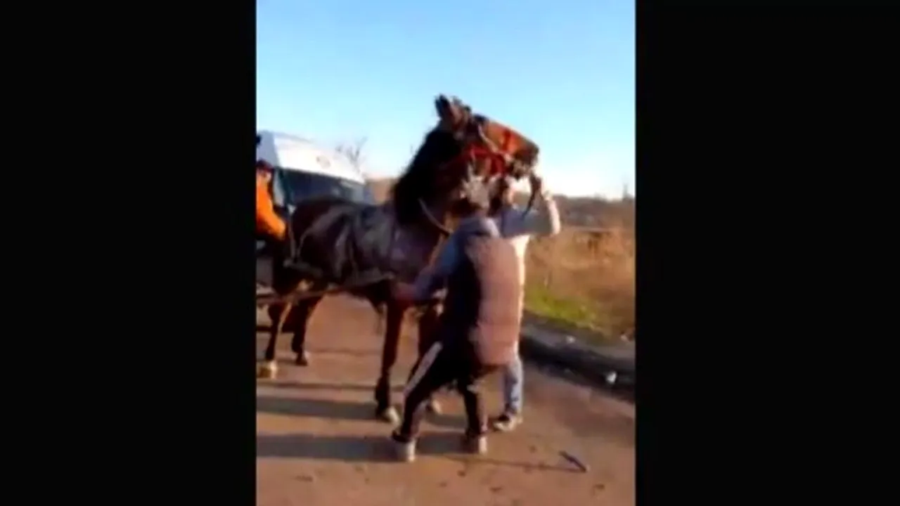 Cal maltratat în județul Teleorman. Kola Kariola: „Ne dorim să se distreze și la poliție, când dă cu subsemnatul” (VIDEO)