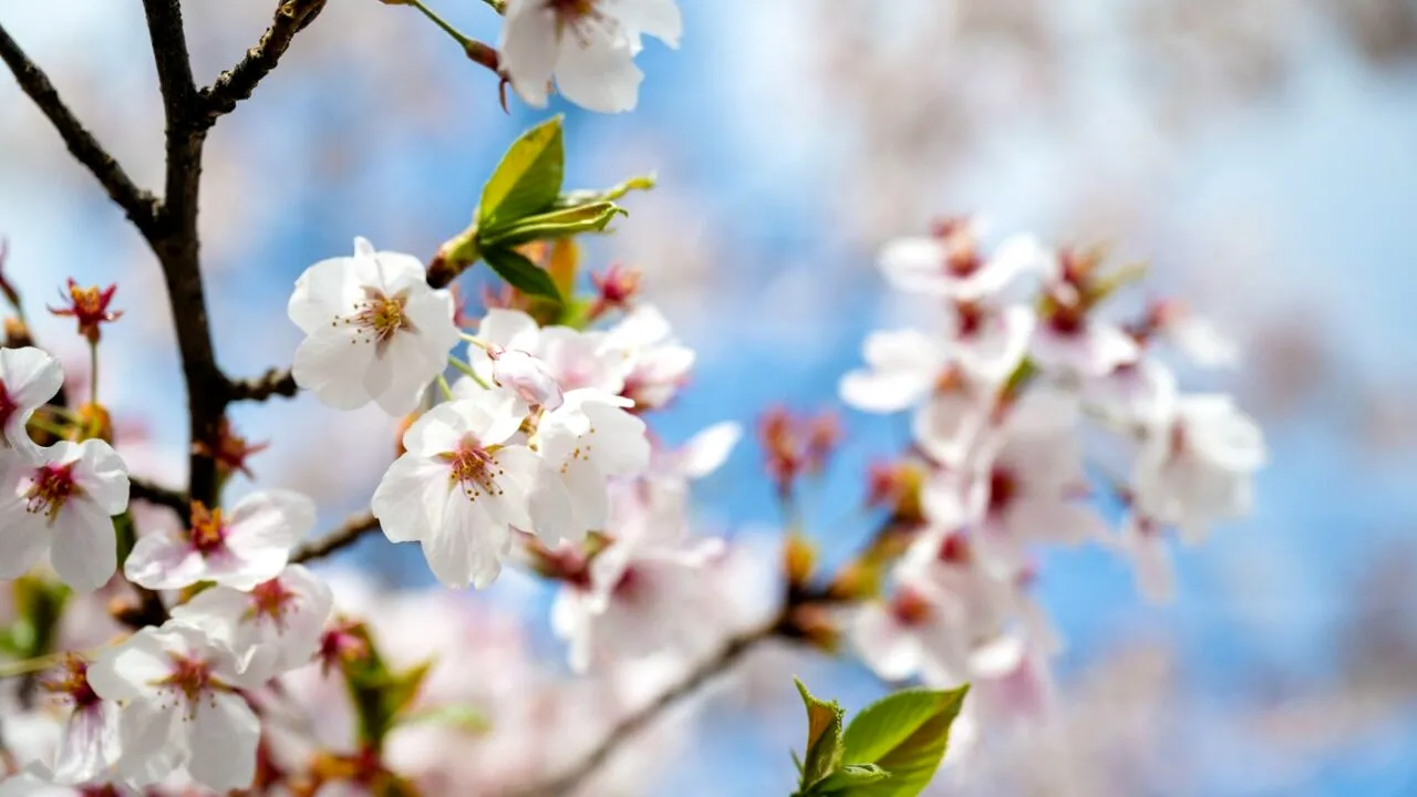 Anomalie climatică în județul Arad. Cireșii au ÎNFLORIT a doua oară în acest an. Explicația specialiștilor