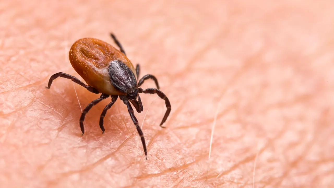 Bărbat mort după ce a fost mușcat de o insectă în Dâmbovița. Tânărul era perfect sănătos
