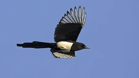 Un bărbat a murit, după ce a fost atacat de o coțofană. Cum s-a petrecut totul