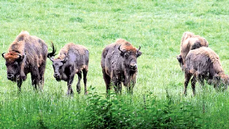 Ce nume de botez au primit puii de zimbru din Parcul Natural Vânători Neamț