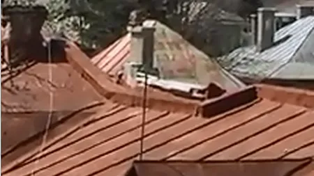 A fost prinsă maimuța care a evadat în Piatra Neamț. VIDEO cu animalul care a fost liber pe străzi mai bine de șase ore