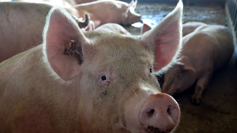Aproximativ 17.000 de porci vor fi eutanasiați după descoperirea unui focar de pestă porcină africană în nordul Bulgariei