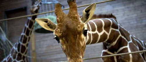 Un pui de girafă de la o grădină zoologică din Copenhaga a fost ucis și disecat în fața vizitatorilor