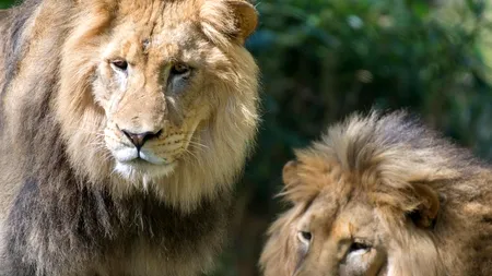 Noi descoperiri alarmante despre Covid-19: Virusul e transmisibil între specii. Mai mulți lei de la o grădină zoologică, infectați de angajați
