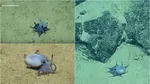 O caracatiță albastră, cât o minge de golf, a fost descoperită lângă Insulele Galapagos. Primele imagini cu creatura marină