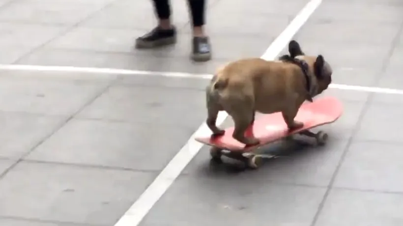 
Un buldog face senzație pe skateboard VIDEO